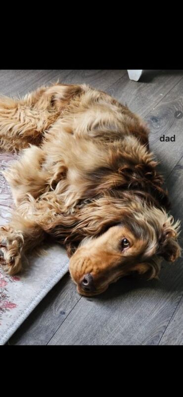 Cocker Spaniel puppies for sale in York, North Yorkshire – 3 months old - Image 11 of 14