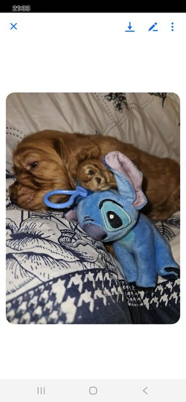 Cocker Spaniel puppies for sale in York, North Yorkshire – 3 months old - Image 12 of 14