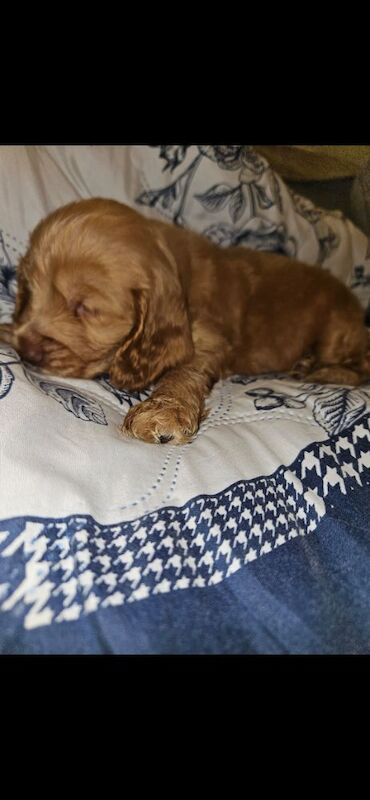 Cocker Spaniel puppies for sale in York, North Yorkshire – 3 months old - Image 13 of 14