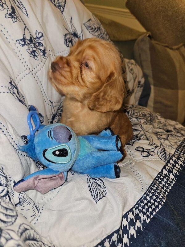 Cocker Spaniel puppies for sale in York, North Yorkshire – 3 months old - Image 14 of 14
