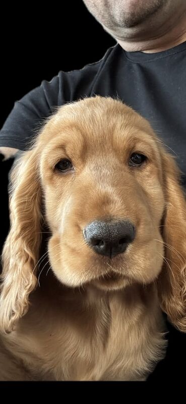 Cocker Spaniel puppies for sale in Stonehaven, Kincardineshire – 3 months old