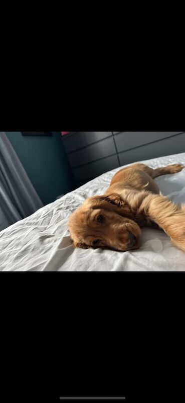 Show cocker spaniel - Image 2 of 3