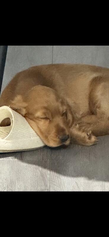 Show cocker spaniel - Image 3 of 3