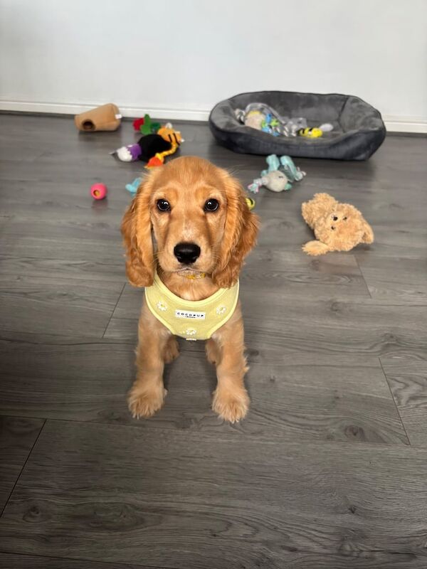 Cocker Spaniel puppies for sale in East Kilbride, Lanarkshire – 11 weeks old