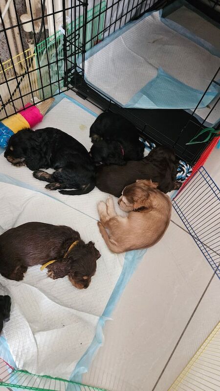 Cocker Spaniel puppies for sale in Walsall, West Midlands – 6 weeks old
