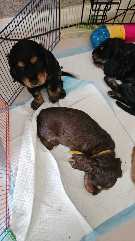 Cocker Spaniel puppies for sale in Walsall, West Midlands – 7 weeks old - Image 2 of 3