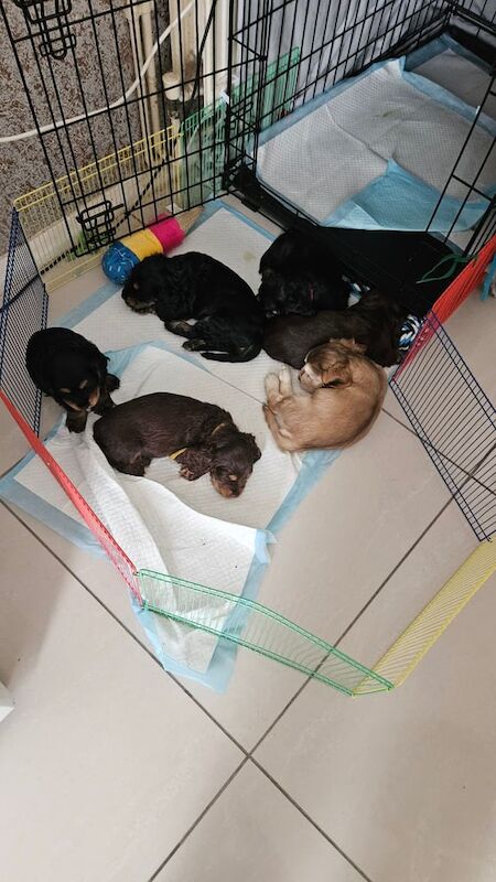 Cocker Spaniel puppies for sale in Walsall, West Midlands – 7 weeks old - Image 3 of 3