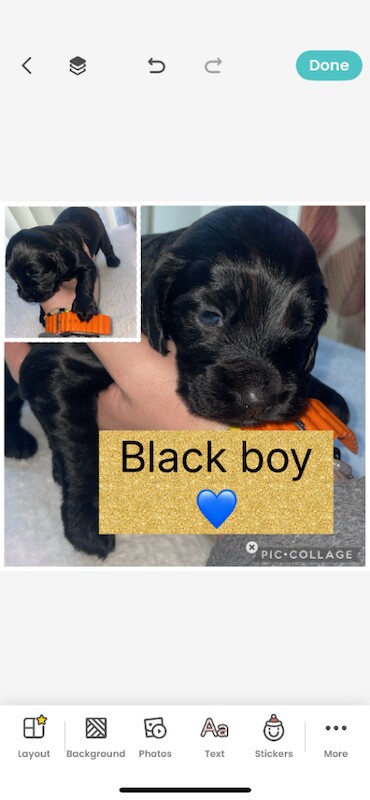 Show cocker spaniel for sale - Image 2 of 5