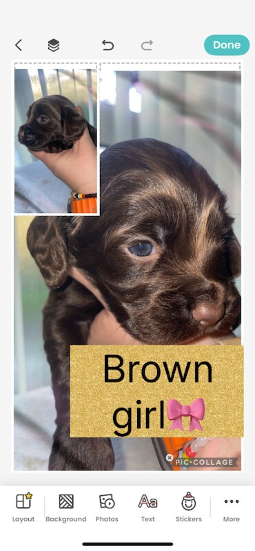 Show cocker spaniel for sale - Image 3 of 5