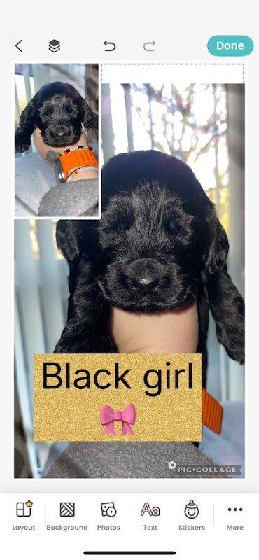 Show cocker spaniel for sale - Image 4 of 5