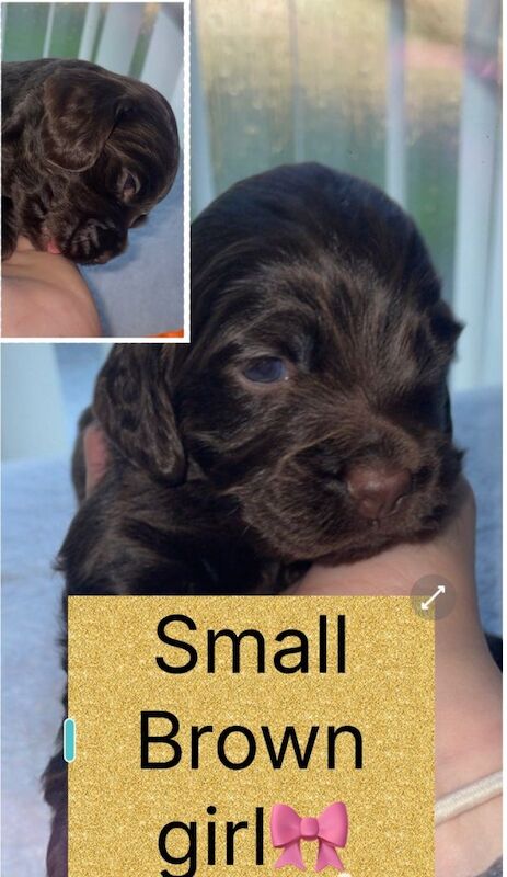 Show cocker spaniel for sale - Image 5 of 5