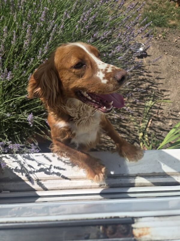 Cocker Spaniel puppies for sale in Dewsbury, West Yorkshire – 2 years old - Image 2 of 3