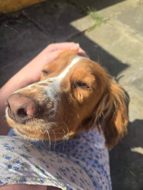 Cocker Spaniel puppies for sale in Dewsbury, West Yorkshire – 2 years old - Image 3 of 3