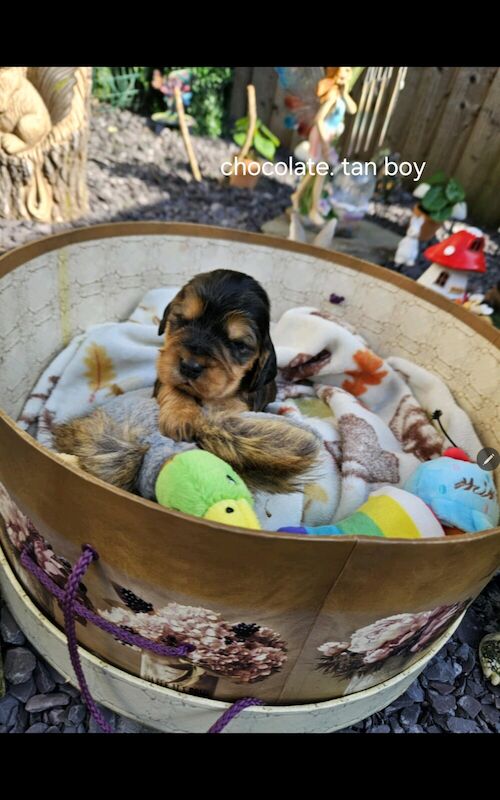 Cocker Spaniel puppies for sale in York, North Yorkshire – KC registered, 4 months old - Image 3 of 3