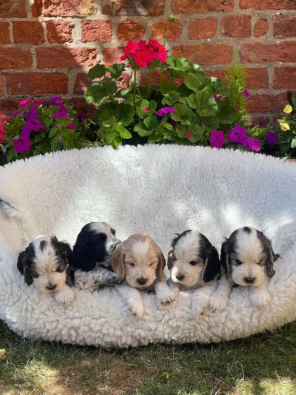 Cocker Spaniel puppies for sale in York, North Yorkshire – KC registered, 6 weeks old