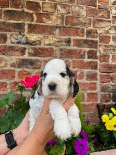 Cocker Spaniel puppies for sale in York, North Yorkshire – KC registered, 9 weeks old - Image 2 of 3