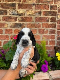 Cocker Spaniel puppies for sale in York, North Yorkshire – KC registered, 9 weeks old - Image 3 of 3