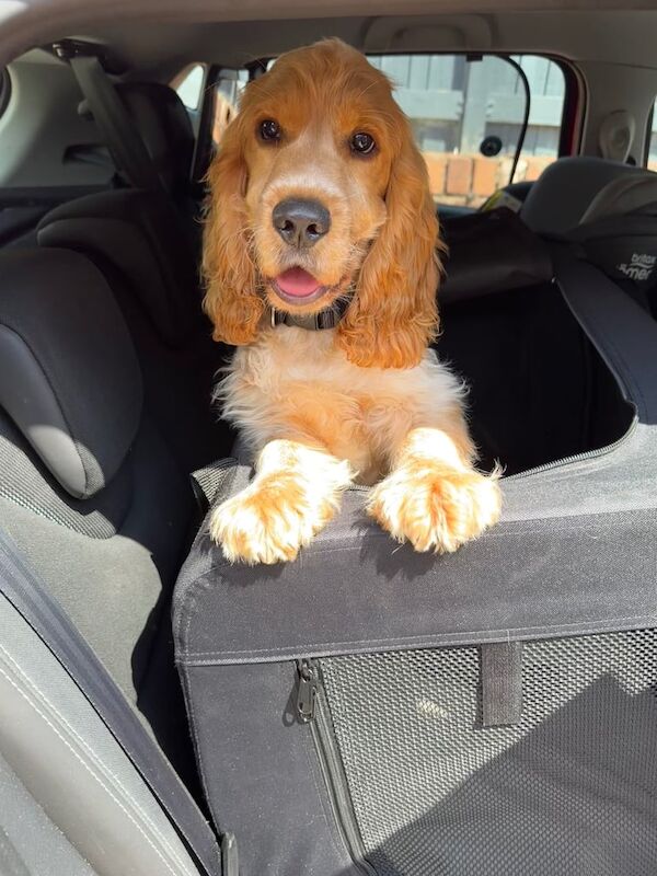 Cocker Spaniel puppies for sale in Llanelli, Dyfed – KC registered, 5 months old - Image 2 of 3
