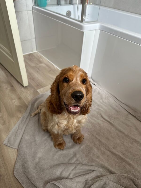 Cocker Spaniel puppies for sale in Llanelli, Dyfed – KC registered, 5 months old - Image 3 of 3