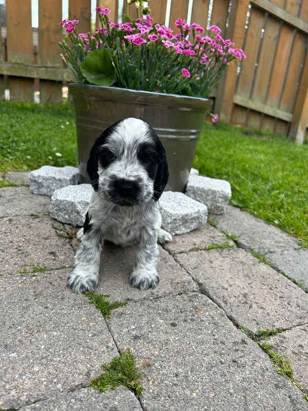 Cocker Spaniel puppies for sale in Banbridge, County Down – KC registered, 5 weeks old