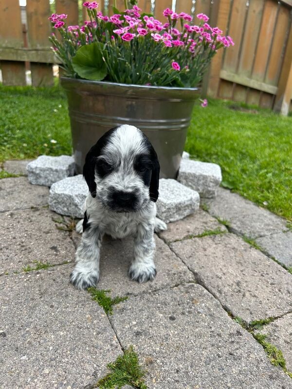 Cocker Spaniel puppies for sale in Banbridge, County Down – KC registered, 5 weeks old - Image 2 of 3