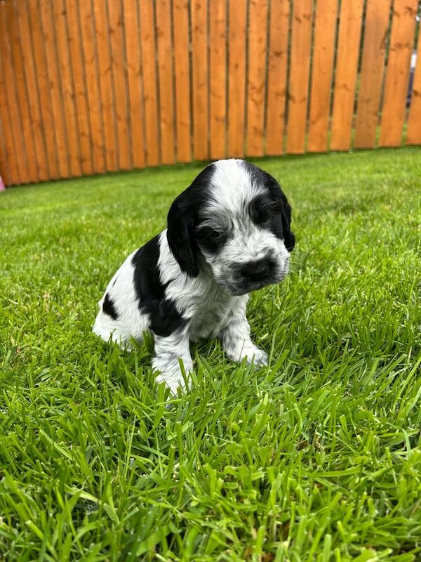 Cocker Spaniel puppies for sale in Banbridge, County Down – KC registered, 5 weeks old - Image 3 of 3