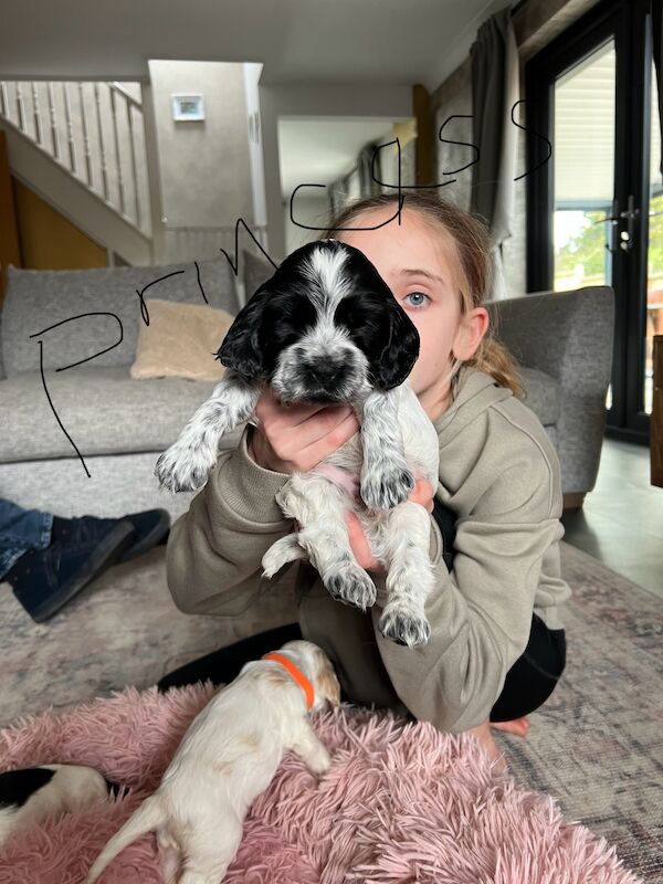 SHOW cocker spaniel puppies for sale in Guildford, Surrey | Image 2