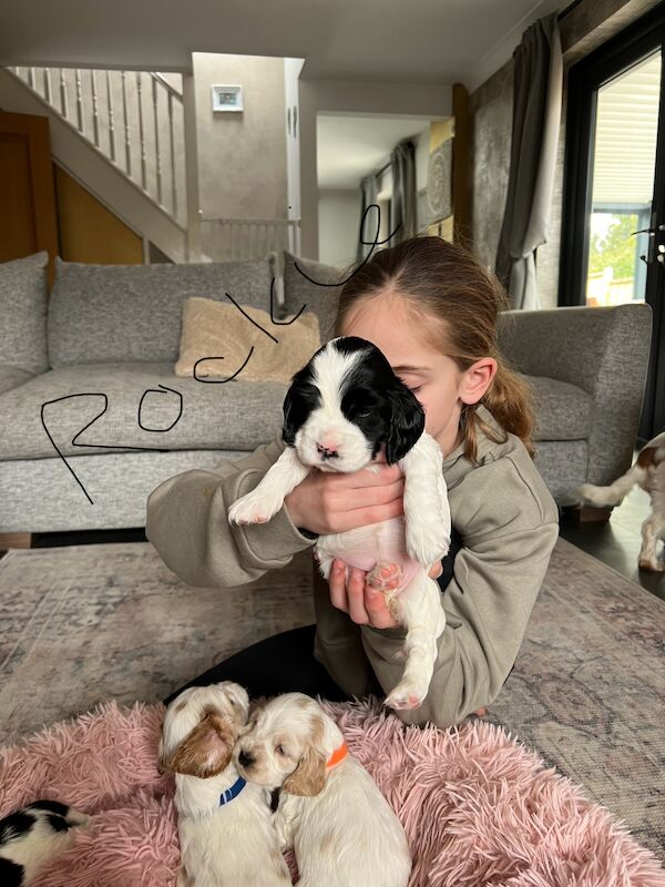 Cocker Spaniel puppies for sale in Guildford, Surrey – KC registered, 1 year old - Image 3 of 7