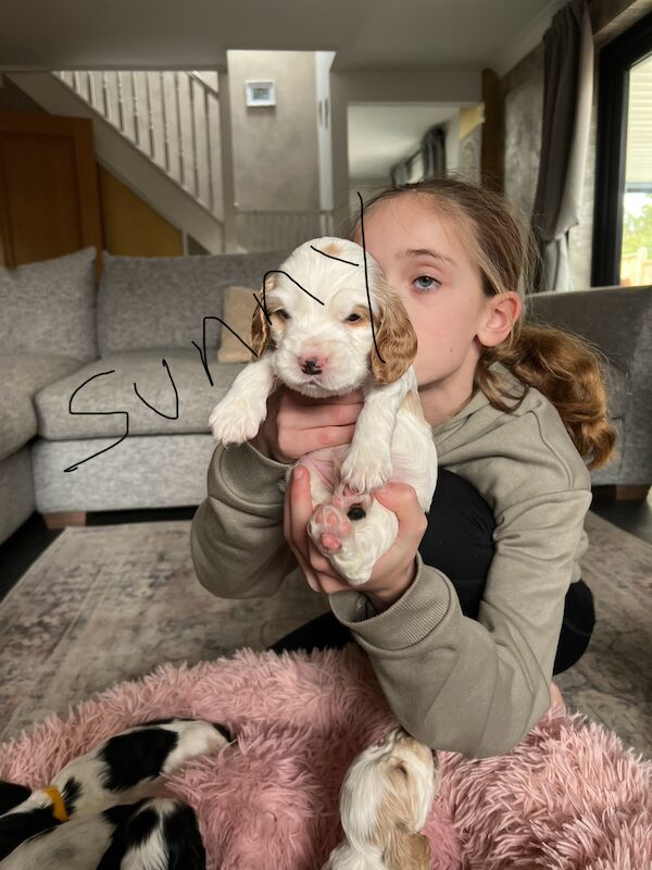 SHOW cocker spaniel puppies for sale in Guildford, Surrey | Image 4