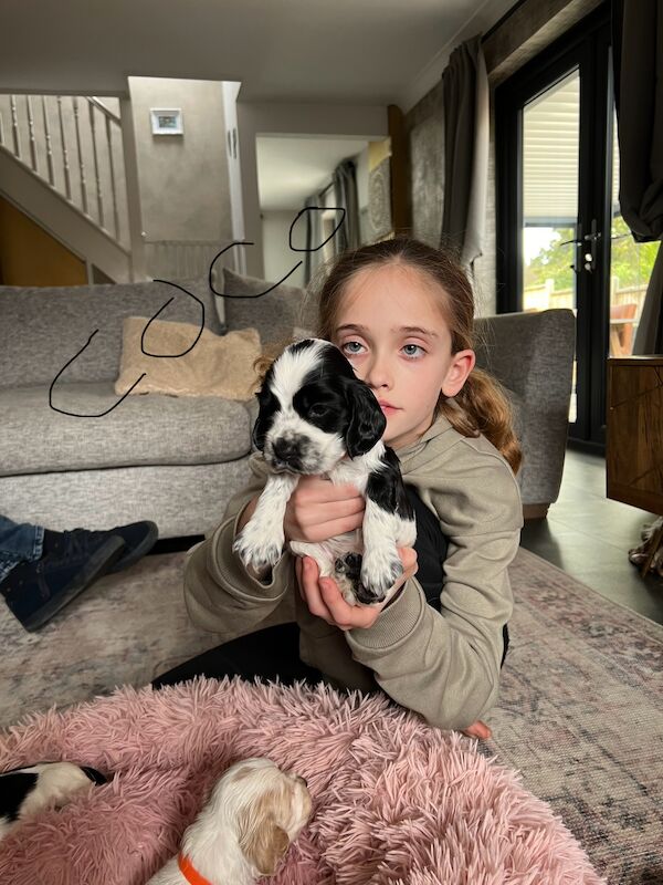 Cocker Spaniel puppies for sale in Guildford, Surrey – KC registered, 1 year old - Image 5 of 7