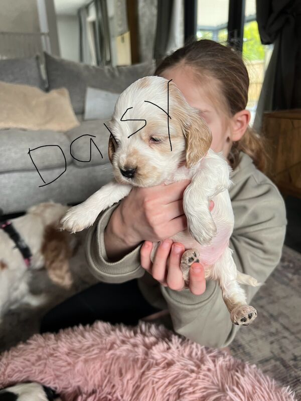 Cocker Spaniel puppies for sale in Guildford, Surrey – KC registered, 1 year old - Image 7 of 7