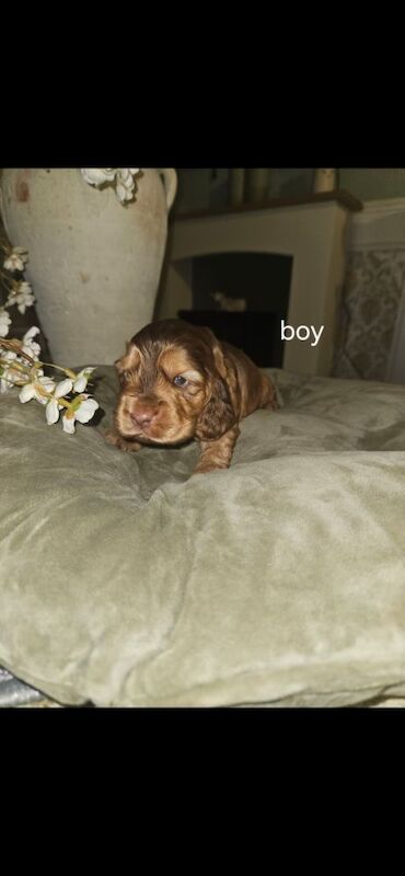 Cocker Spaniel puppies for sale in York, North Yorkshire – 3 weeks old