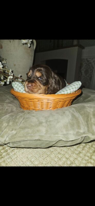 Show cocker spaniel puppies - Image 2 of 11