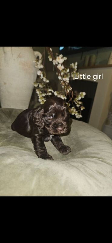 Show cocker spaniel puppies - Image 3 of 11
