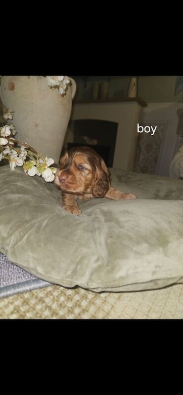 Show cocker spaniel puppies - Image 4 of 11