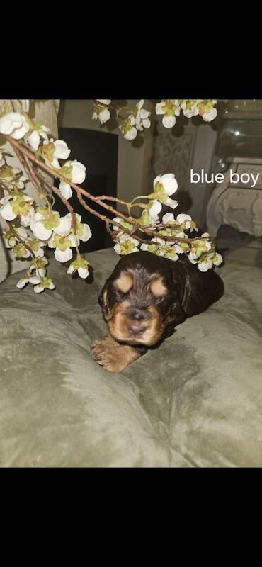 Show cocker spaniel puppies - Image 5 of 11