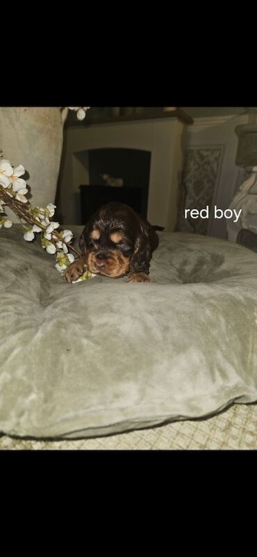 Show cocker spaniel puppies - Image 6 of 11