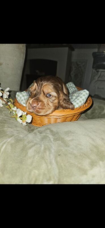 Show cocker spaniel puppies - Image 7 of 11