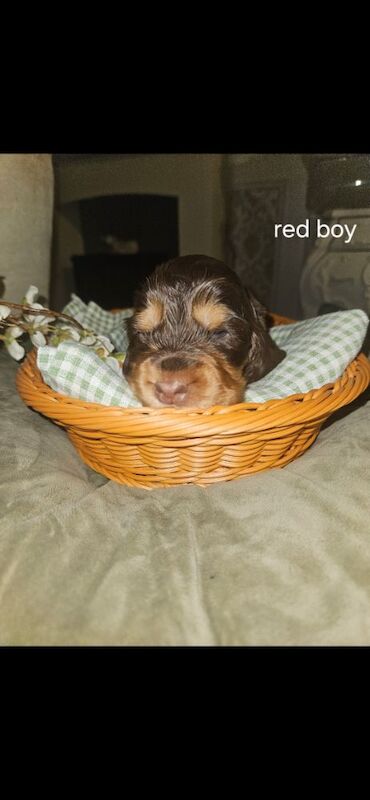 Show cocker spaniel puppies - Image 8 of 11