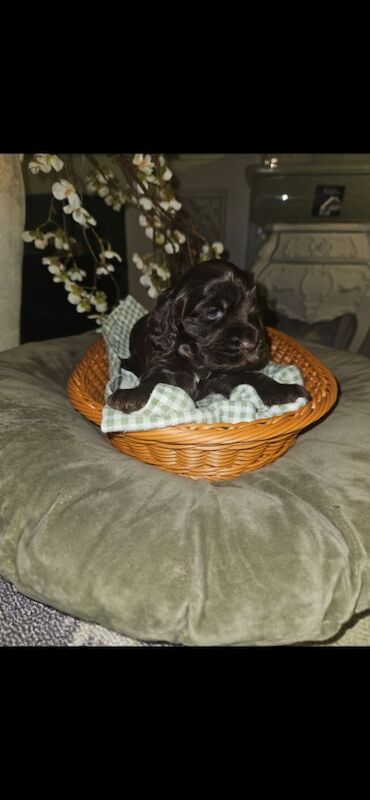 Show cocker spaniel puppies - Image 9 of 11