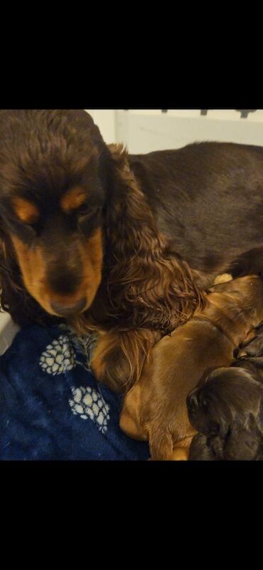 Show cocker spaniel puppies - Image 10 of 11