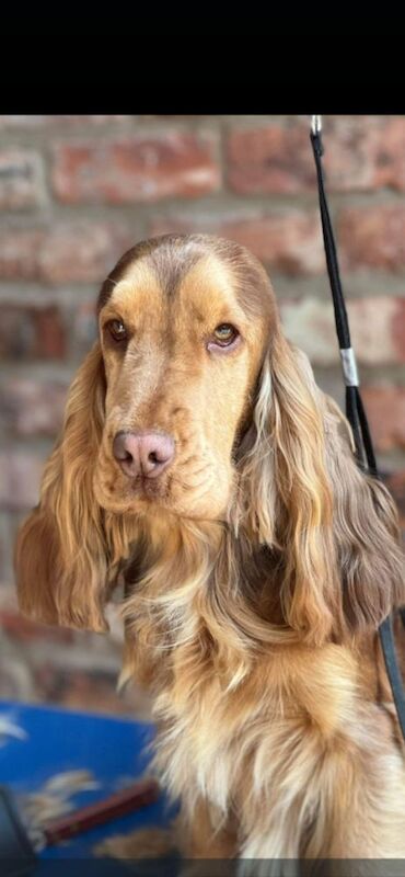 Show cocker spaniel puppies - Image 11 of 11