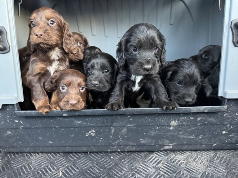 Cocker Spaniel puppies for sale in Wrexham / Wrecsam, Clwyd – 9 weeks old - Image 2 of 5