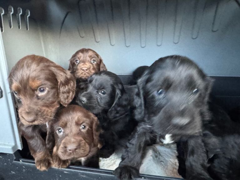 Cocker Spaniel puppies for sale in Wrexham / Wrecsam, Clwyd – 9 weeks old - Image 3 of 5