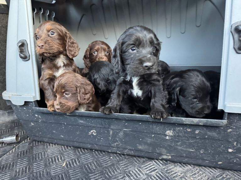 Cocker Spaniel puppies for sale in Wrexham / Wrecsam, Clwyd – 9 weeks old - Image 4 of 5