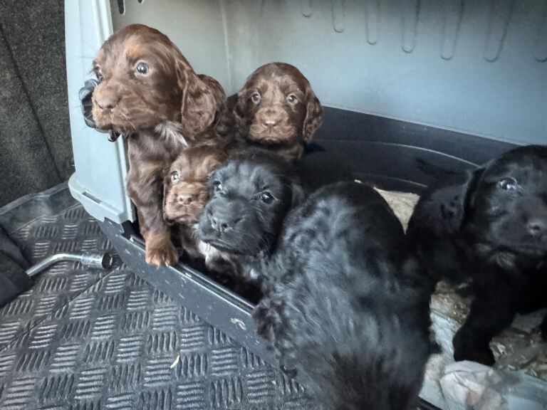 Cocker Spaniel puppies for sale in Wrexham / Wrecsam, Clwyd – 9 weeks old - Image 5 of 5