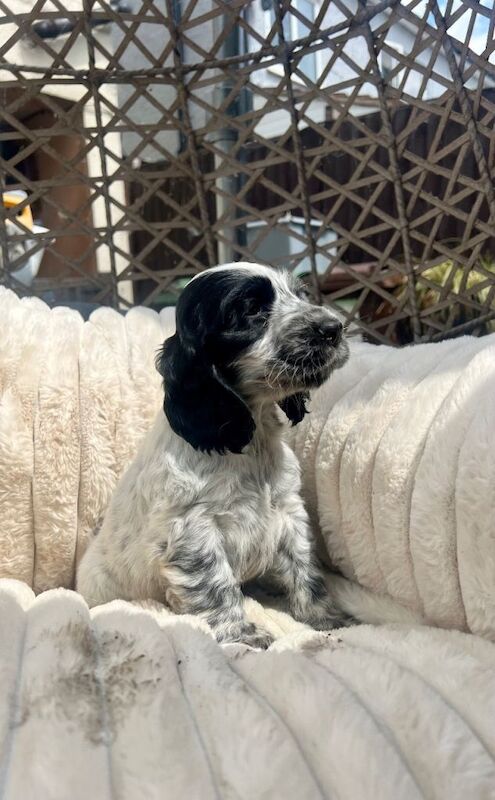 Cocker Spaniel Puppies For Sale