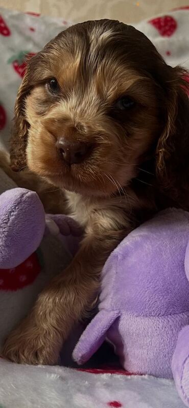 Show cocker spaniel puppies available