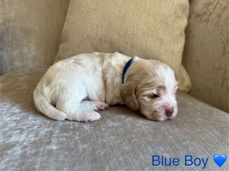 Cocker Spaniel puppies for sale in Sheffield, South Yorkshire – KC registered, 3 weeks old