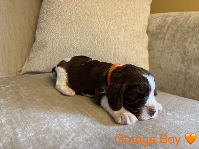 Cocker Spaniel puppies for sale in Sheffield, South Yorkshire – KC registered, 3 months old - Image 2 of 3